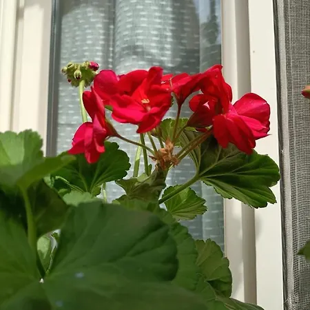 La Sicilia In Casa