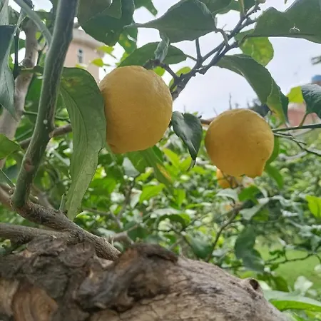 La Sicilia In Casa 씨니시